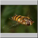 Epistrophe melanostoma - Gelbhaarige Wiesenschwebfliege w06.jpg